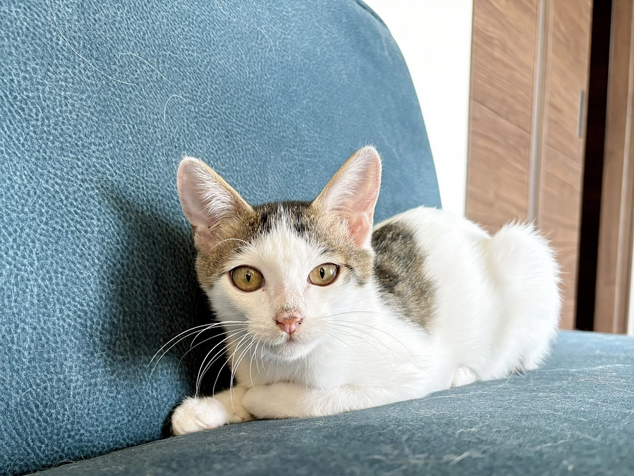 ごまさんのその後②