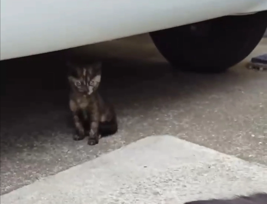 子猫レスキュー