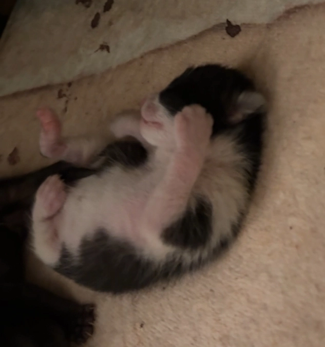 母猫、育児頑張ってます！