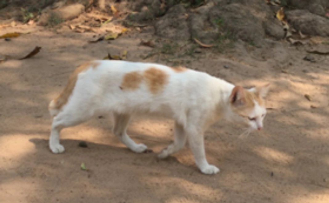 JAPAN ANIMAL HOSPITAL 応援コース