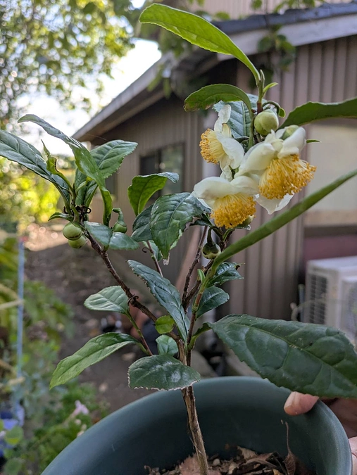 住職のひとりごとコラム：高山寺の茶、紀州に息づく