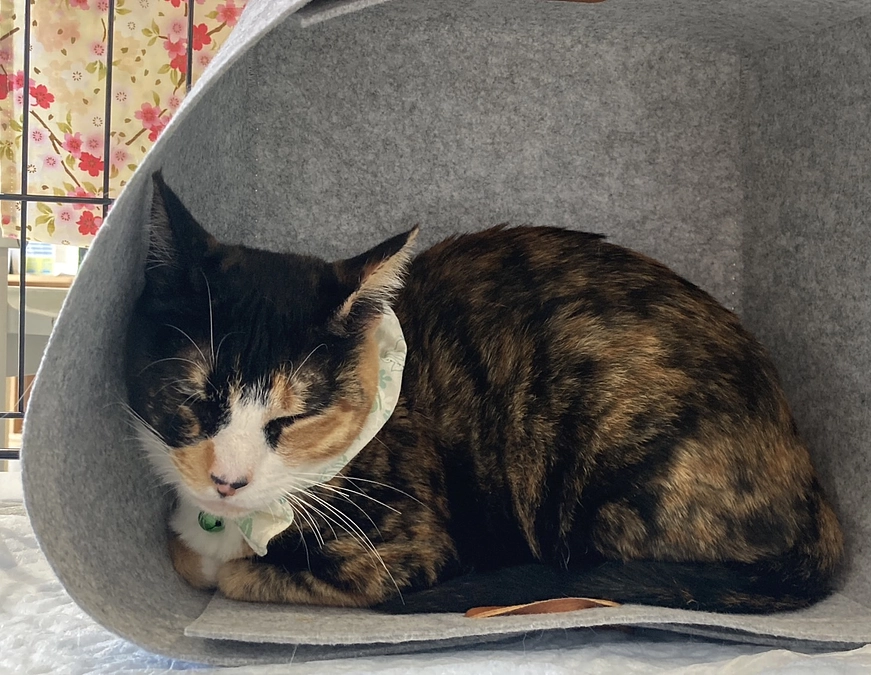 三毛猫【みれいちゃん】ずっとのおうち決まりました