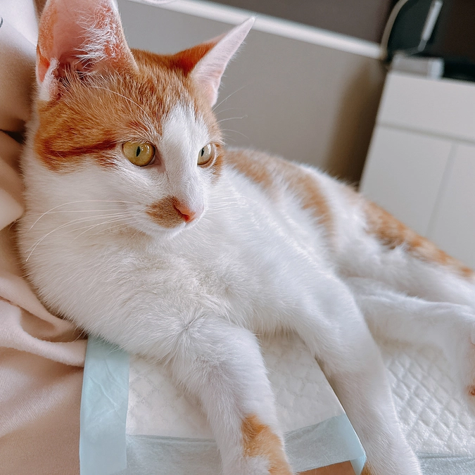 本日からプロジェクトの公開がスタートしました！