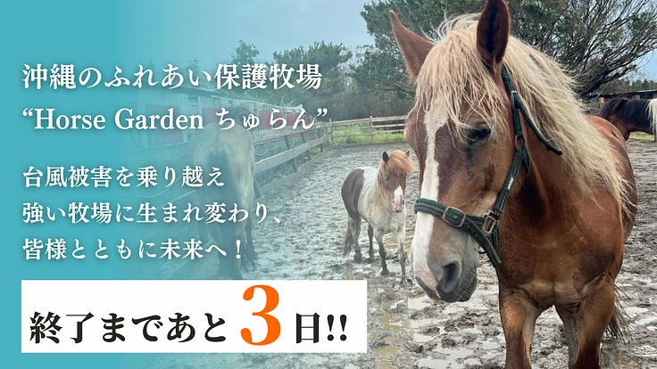 動物たちが安全に暮らせるように。沖縄の保護牧場「ちゅらん」再建へ！