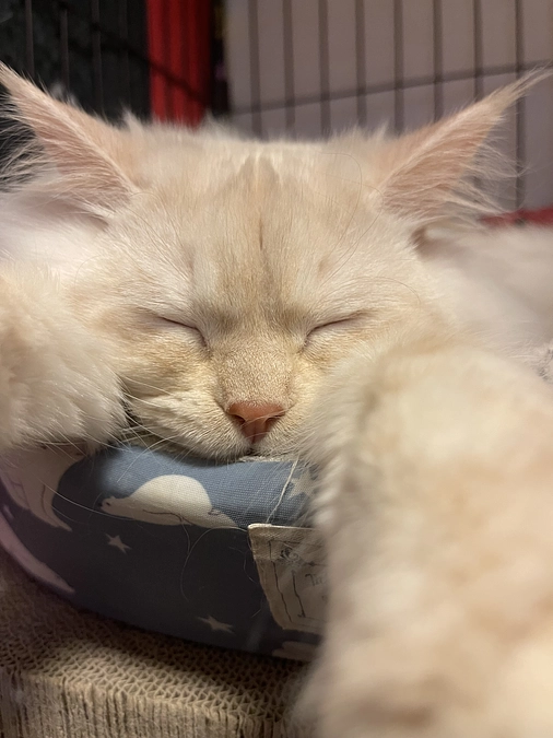 クリスマスなので…