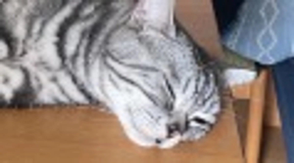 本日の銀時(経過観察8日目)