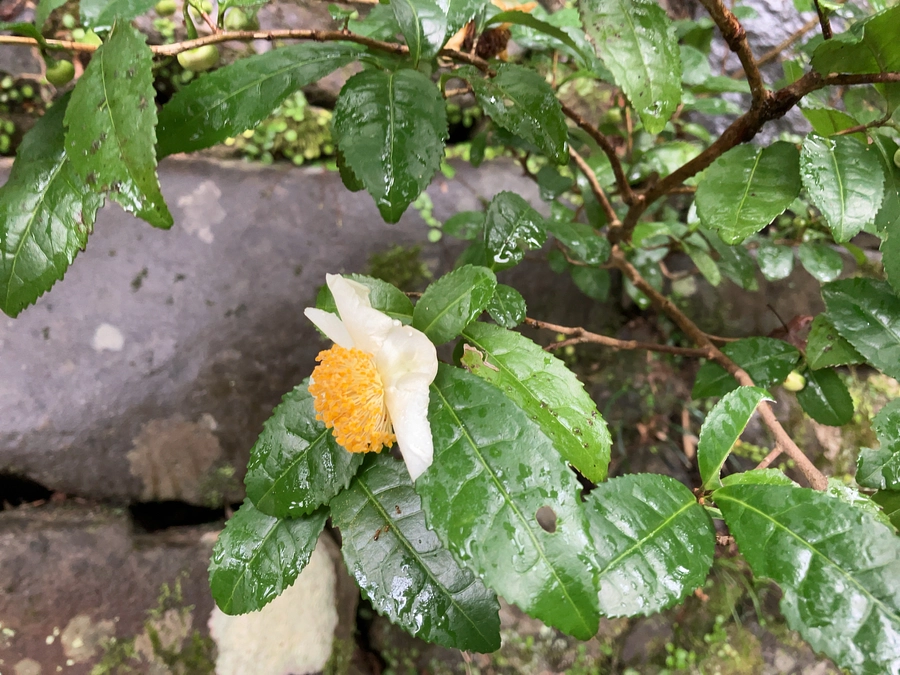 住職のひとりごとコラム：