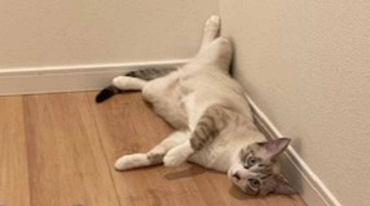 【寄附募集開始から1週間】今日は「世界猫の日」です！