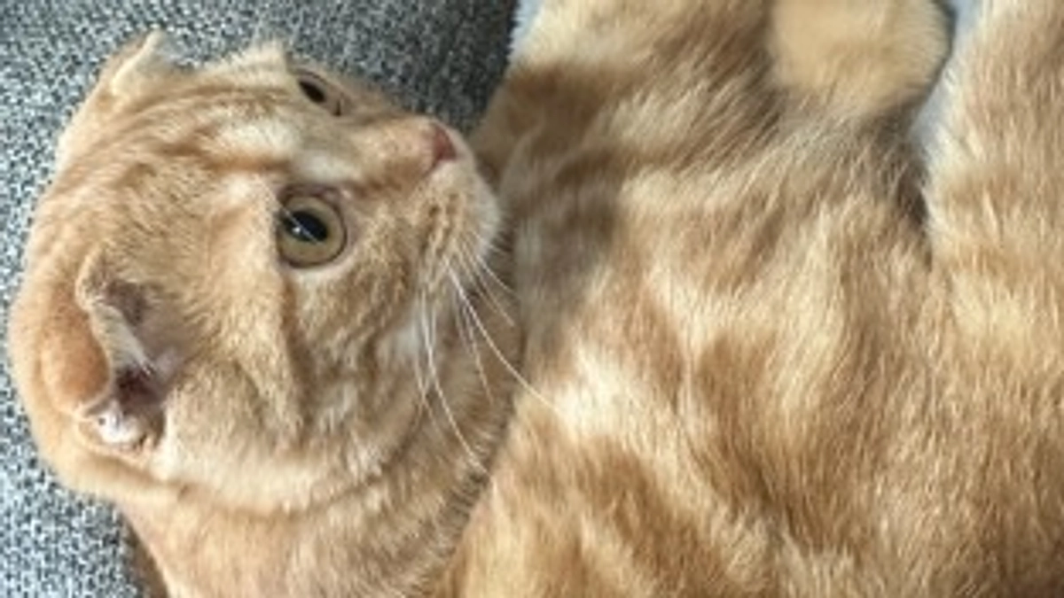 FIP経過観察12.13日目