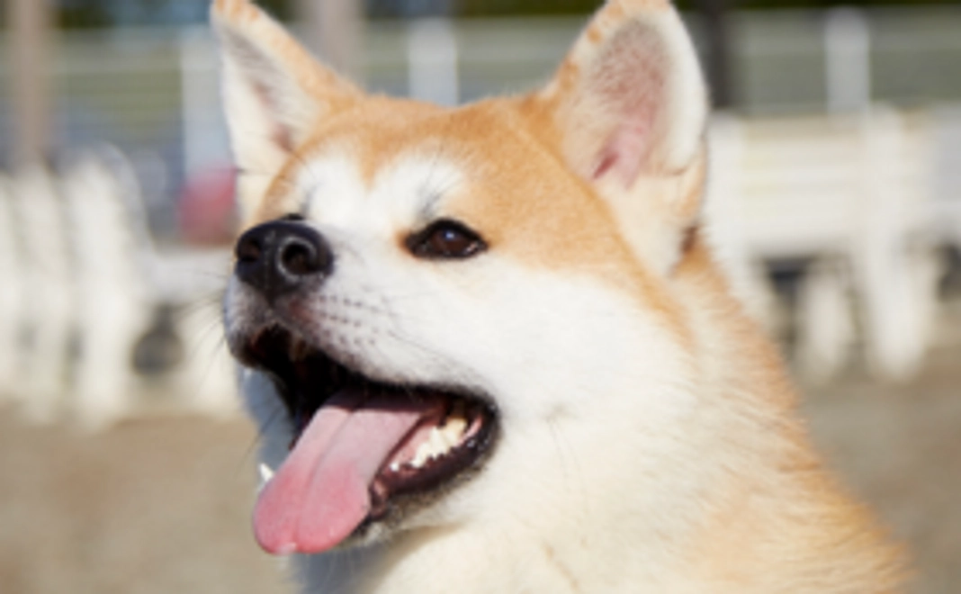 お気持ちコース