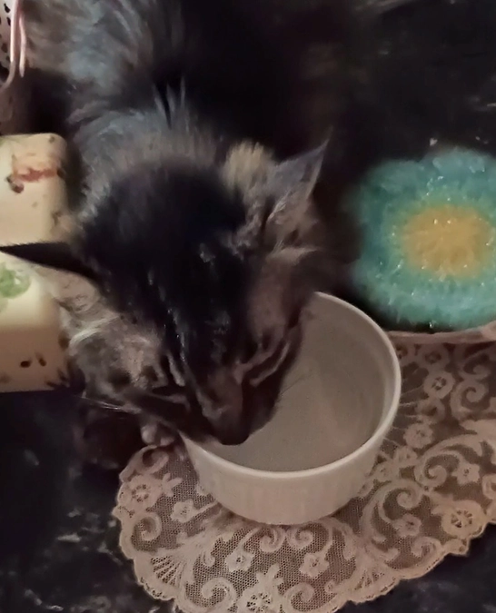 猫生最終章。お婆ちゃん頑張ってます。