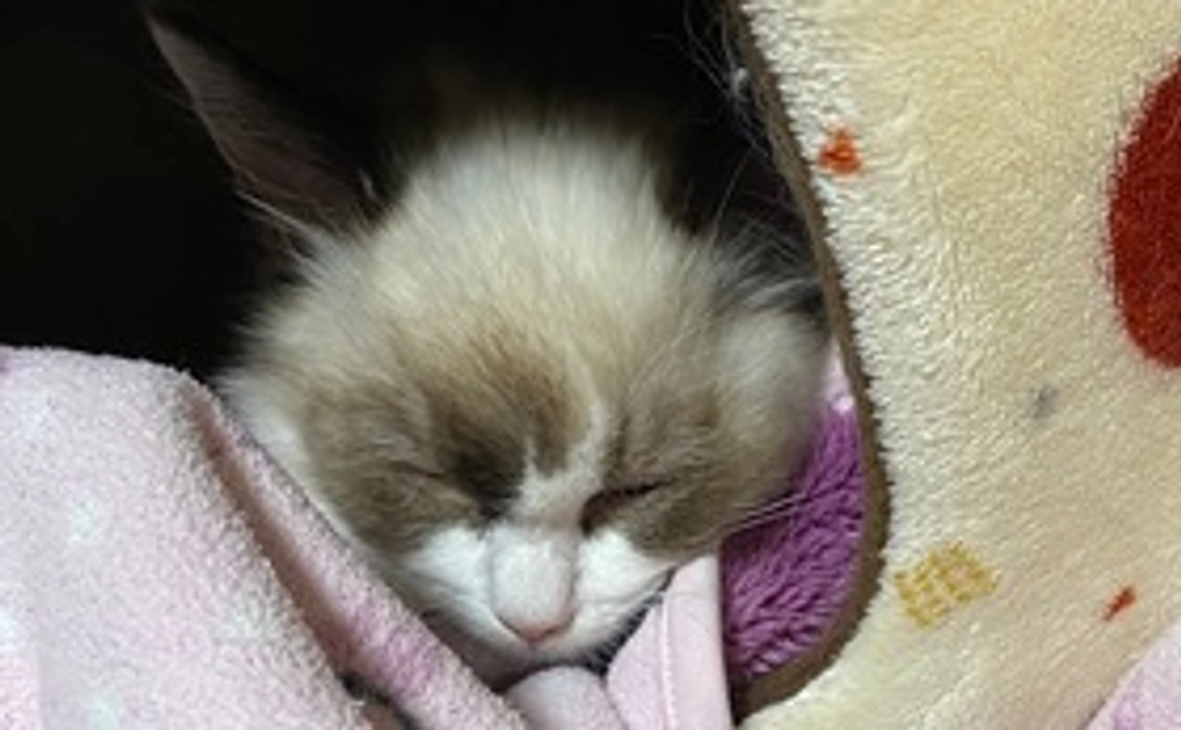 こまり全額応援コース1000