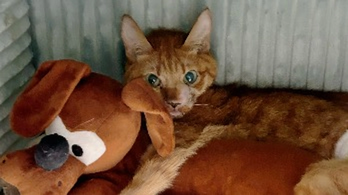 11日の通院と最近の琥珀の様子です