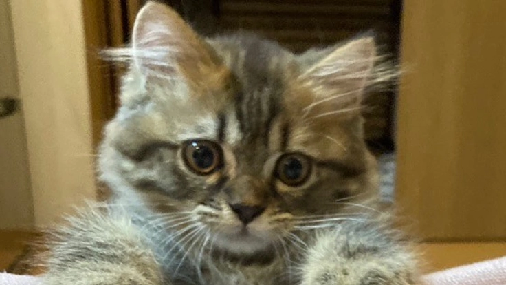 FIPになったあずきの投薬の御支援お願いします。