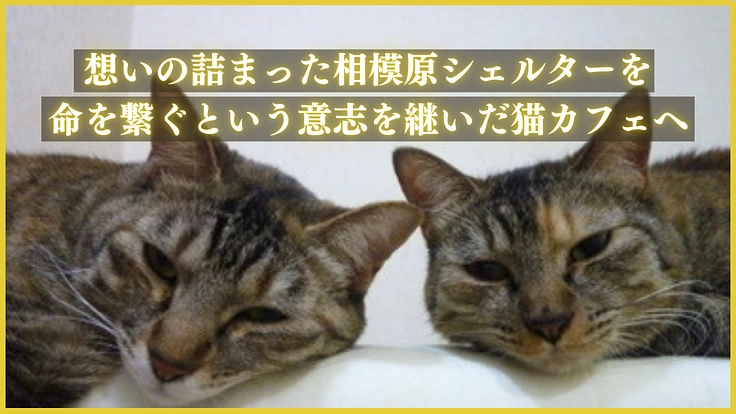 撤退の危機を超えて | 命を救う保護猫カフェプロジェクト始動