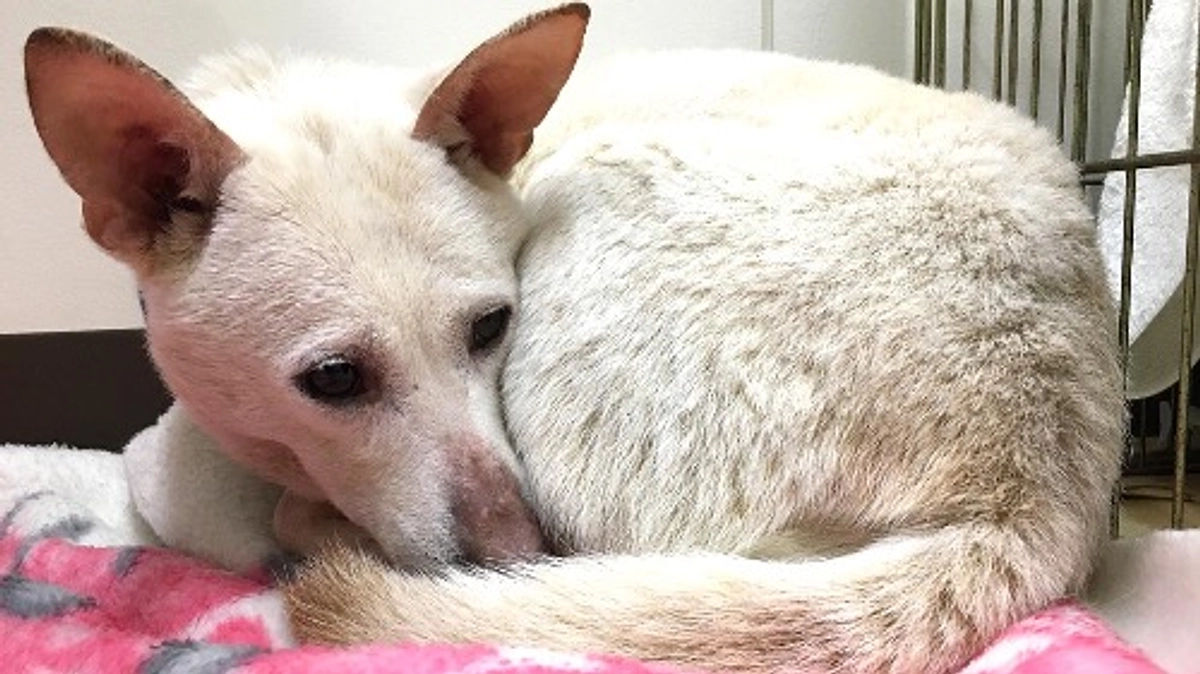 【第二目標500万円に挑戦中！】避妊手術から退院した白い雌犬がマザールーフの部屋へやって来た！