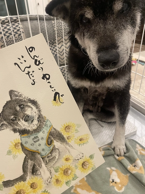 看取りから考える老犬ホームのこと