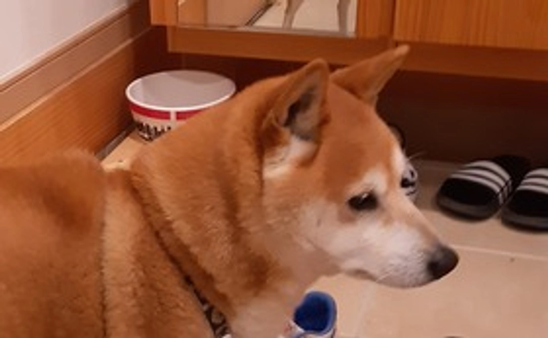 感謝のメールと手術後の元気な玲央の写真3枚郵送