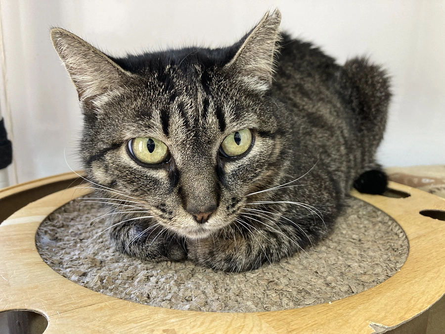 エヌちゃんとキラリ子ちゃんのお見合いでした