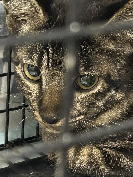 TNRご報告　そして悲しくて辛い子猫のリリース　運命の別れ道。。。