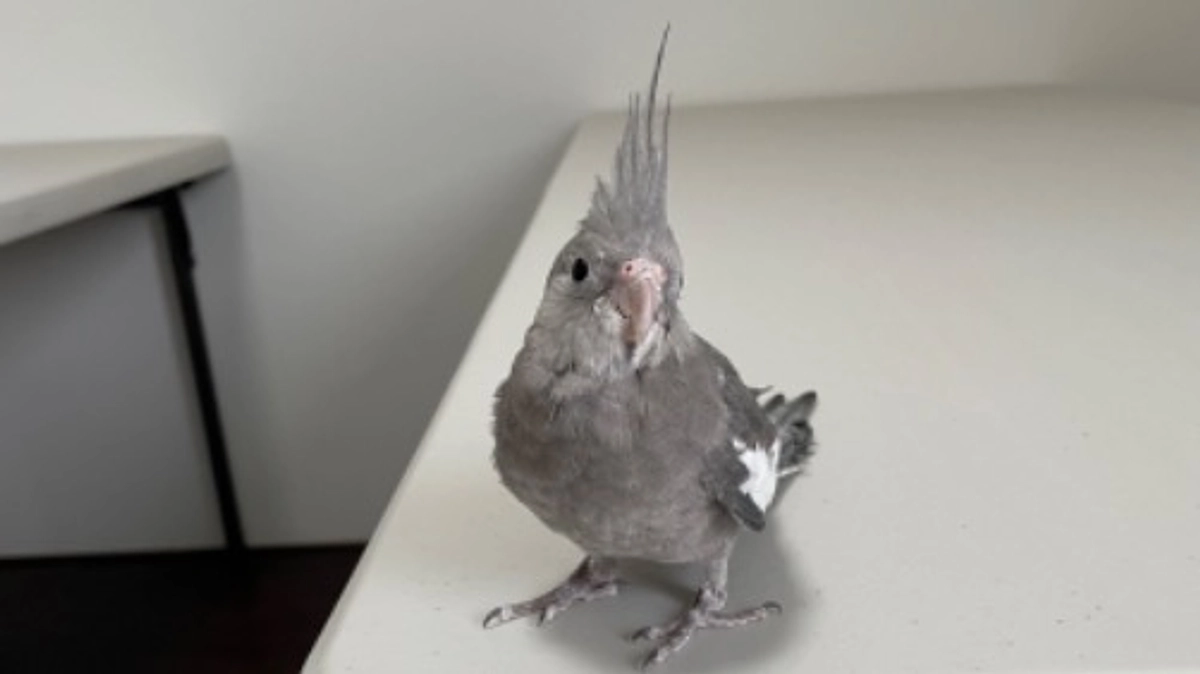 【まさの森アニマル紹介①】みんなのアイドルオカメインコのポンチョちゃん！