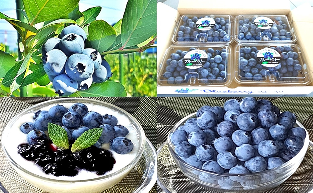 大人気!! 当園自慢のブルーベリーセットを1種類(計5,500円相当)