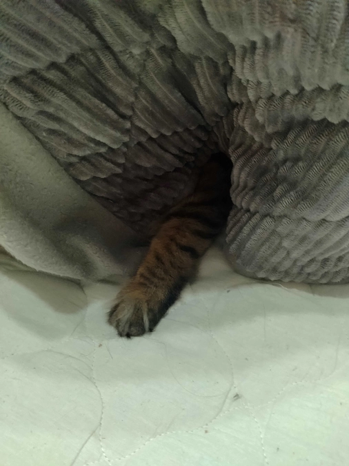 ライブ配信しておりました