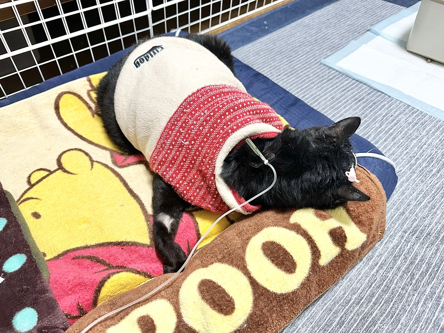 猫アレルギーが出ました💦