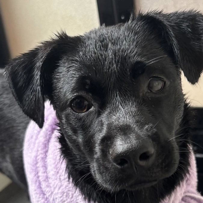 ワンコ達のシャンプータイム