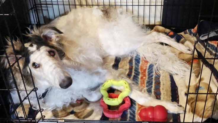 新しい家族を待つ保護犬たちに、自由に走り回れるドッグランを!