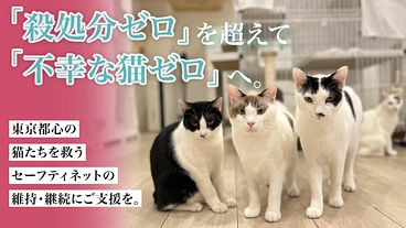 「不幸な猫ゼロ」を目指して。猫たちを救うセーフティネットにご支援を のトップ画像