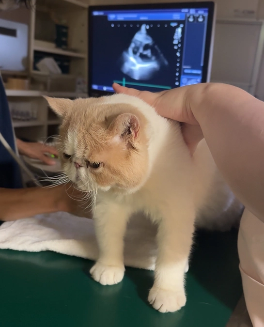 去勢手術の術前検査