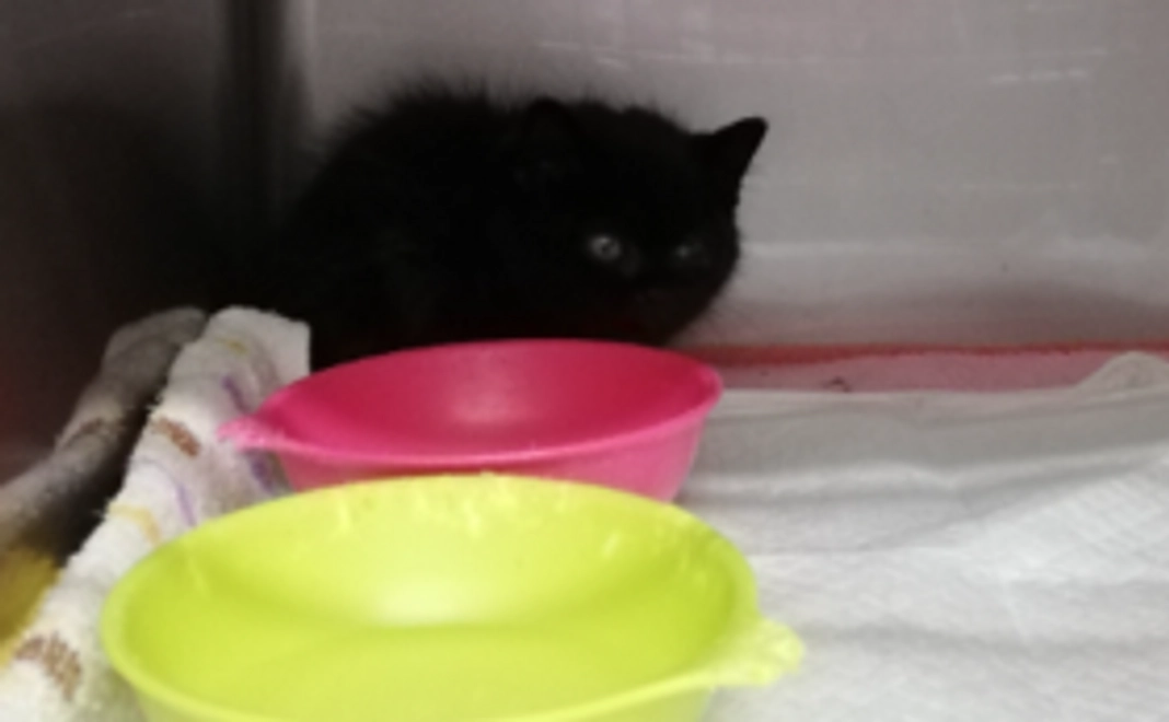 ファイトだ！ちっちゃなくろちゃん！