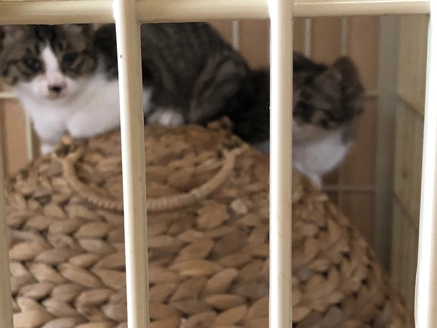 まだまだ子猫の保護が続いています。