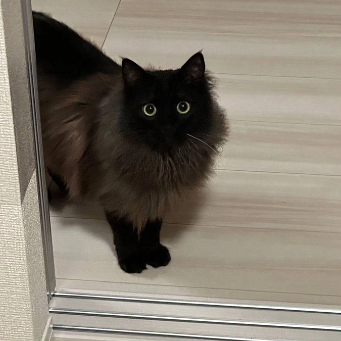 【残り10日となりました！】しらすちゃんの幸せ通信、猫の笑顔と人の幸せ🍀