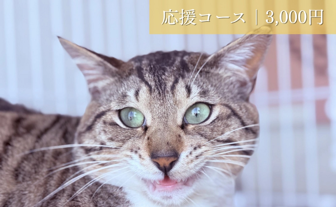 応援コース│3,000円