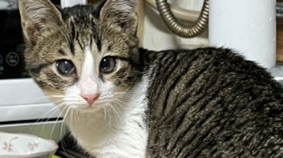 寿司食いねぇ！あドラ！ドラドラドラ！