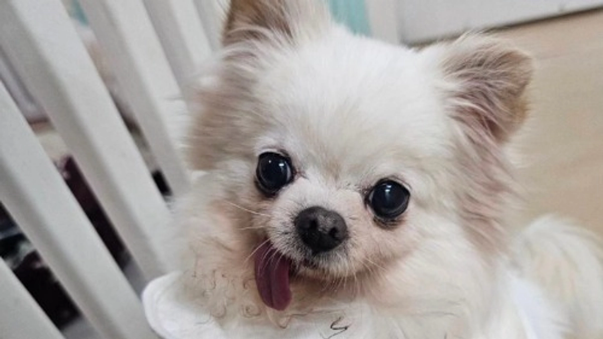 【突然の旅立ち】高齢の飼い主と死別したミル、施設で５年暮らすも持病のてんかんで…