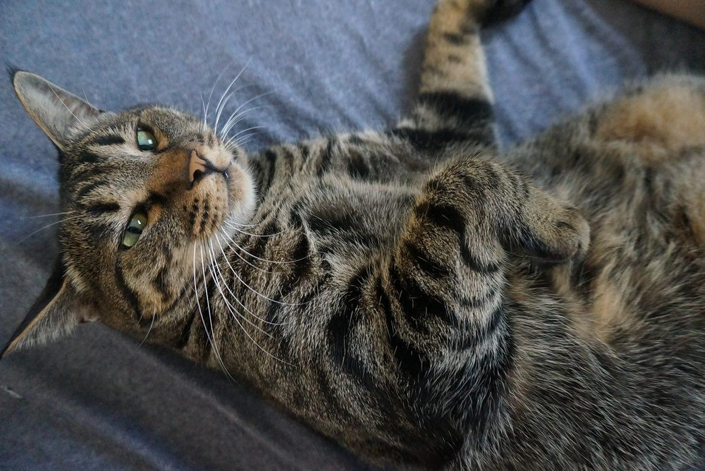 今月の譲渡会と譲渡半年後の家庭訪問