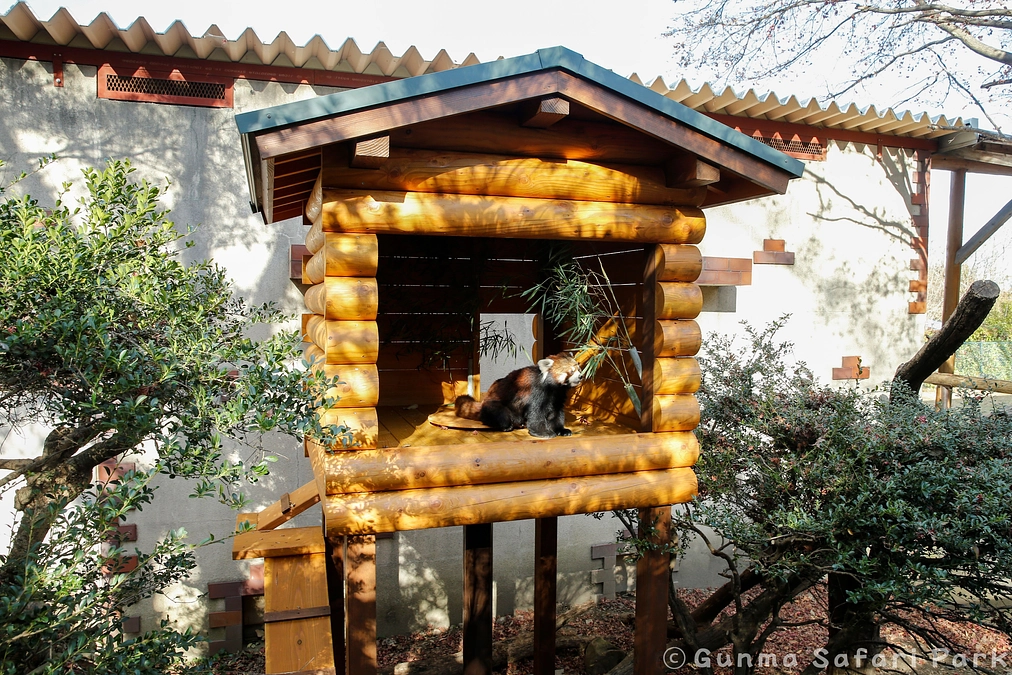 12月19日(木) レッサーパンダ舎の屋外展示場の改修工事完了とレッサーパンダ屋外展示再開のお知らせ