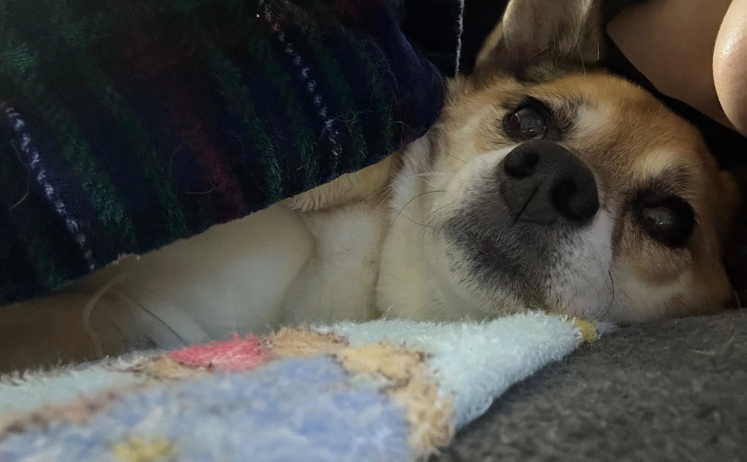 ボス長生きしよう