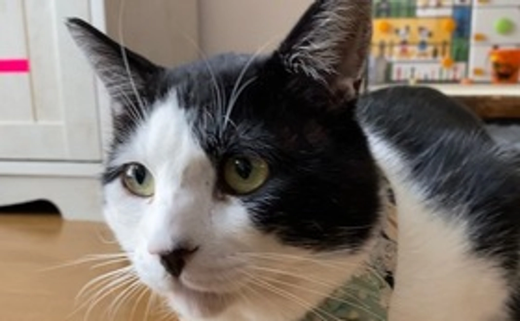 野良猫かぞく【さとおや】5,000コース