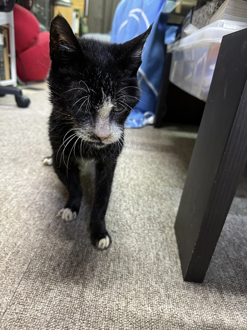 物資支援報告/病院受診報告