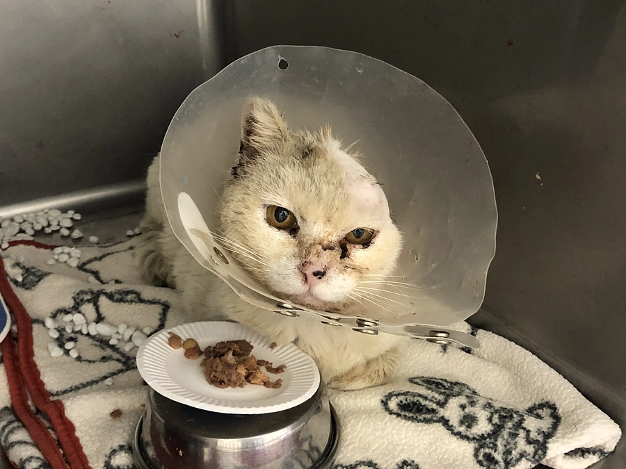 左耳を失っても、命はつながった――  埋立地から保護した白猫**レオナール**の物語