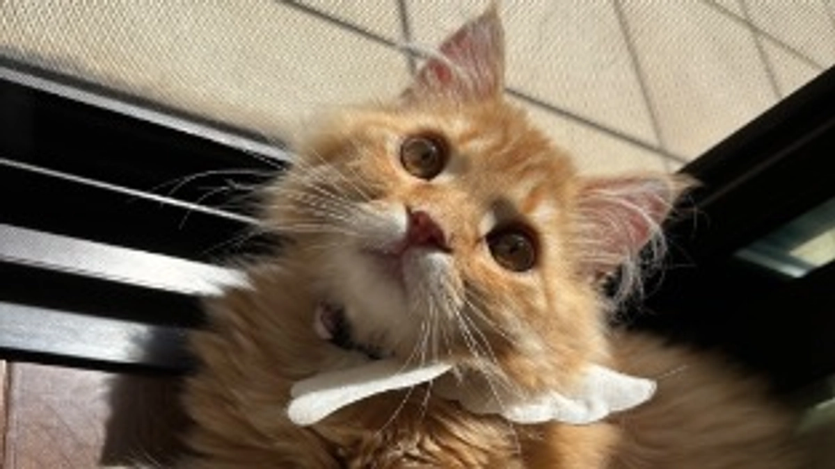 ありがとうございます