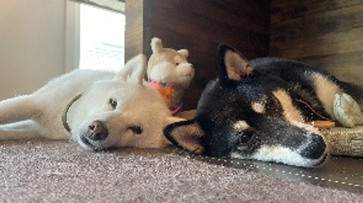 謎に包まれし新入りさんがくる時！に思うこと