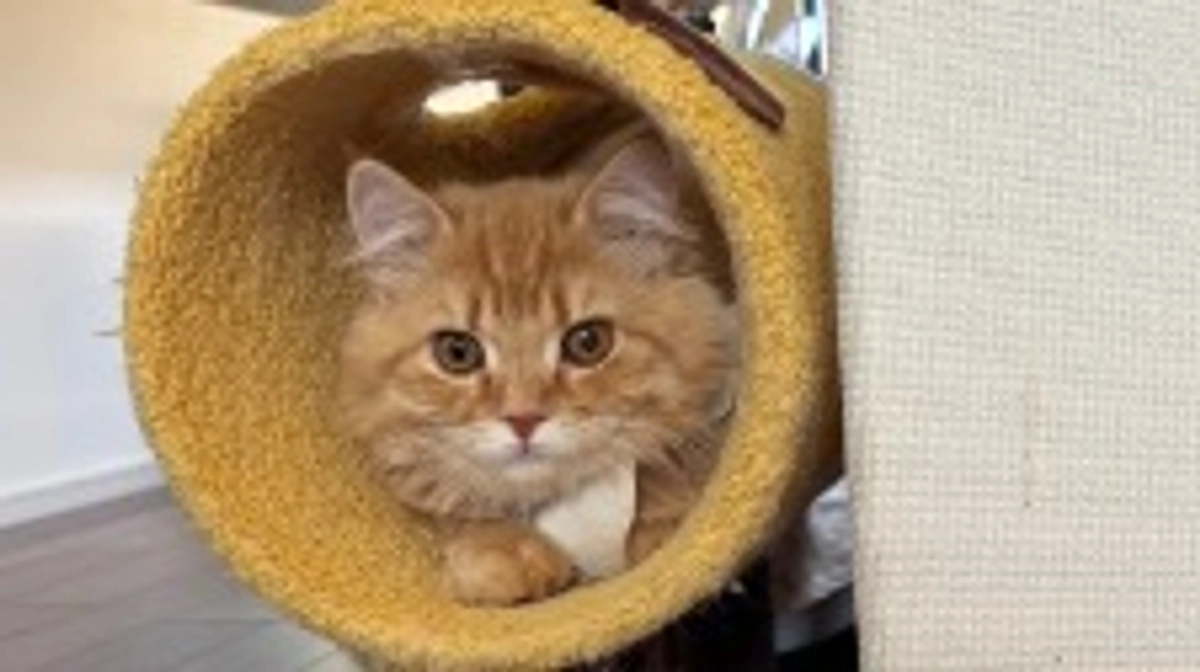 ありがとうございます