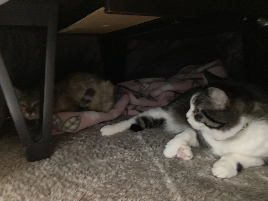 期限終了、、、