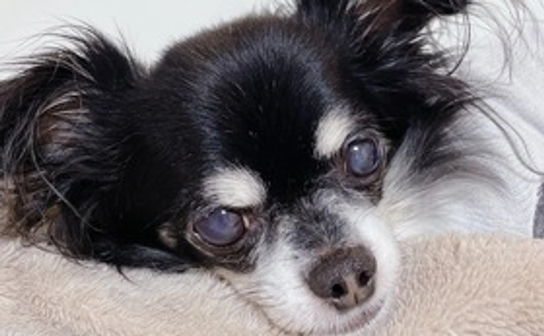 チョコを守り隊