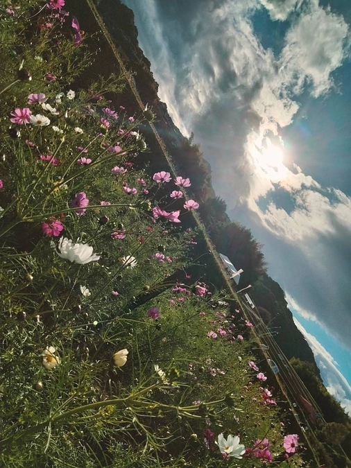 コスモス畑に行って来ました